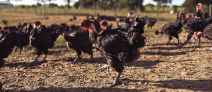 Parcours herbeux poulet noir fermier de Challans
