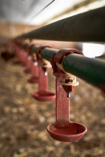 Accès à l'eau pour les volailles