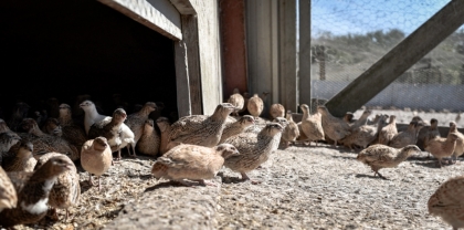 Sortie des bâtiments : cailles fermières