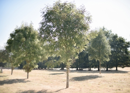 Parcours herbeux pour les volailles