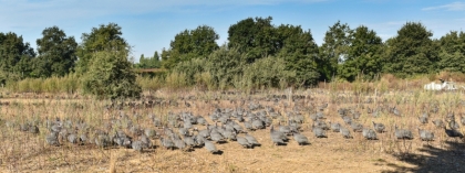 Pintades fermières de Challans