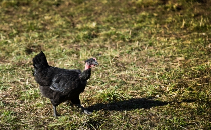 Poularde fermière de Challans sur parcours herbeux