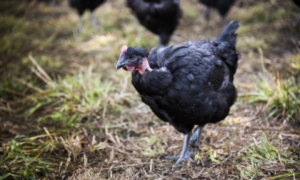 Poularde noire fermière de Challans sur parcours herbeux