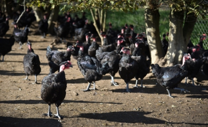 Poulardes noires fermières à l'ombre des arbustes