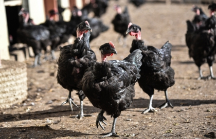 Poulardes noires fermières à la sortie des bâtiments