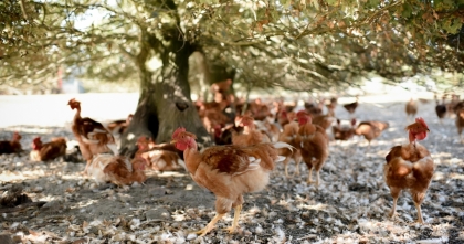 Parcours herbeux Poulet jaune