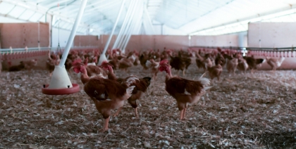 Bâtiment Poulet jaune