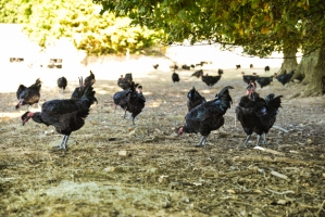 Chapons noirs fermiers de Challans (Parcours herbeux)